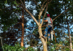 Tree Service